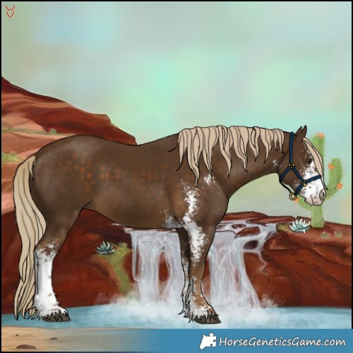 Horse Color:Chocolate Palomino Sabino 