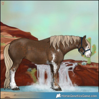 Horse Color:Chocolate Palomino Sabino 