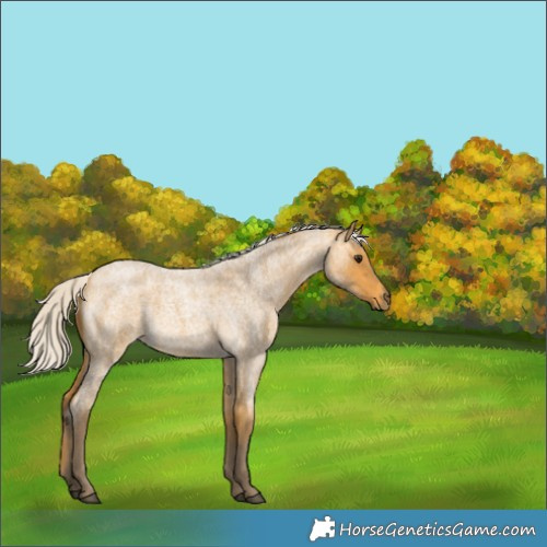 Horse Color:Silver Buckskin Roan Rabicano 