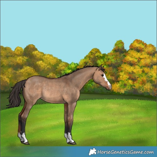 Horse Color:Bay Dun Rabicano 