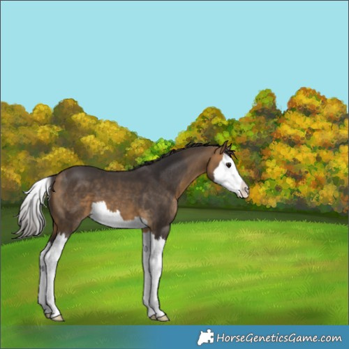 Horse Color:Buckskin Splash 