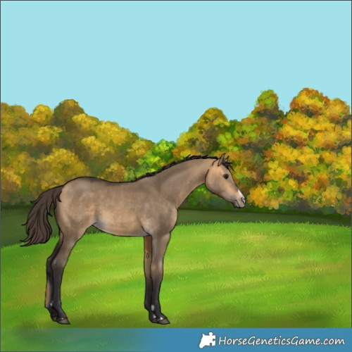 Horse Color:Buckskin Dun 