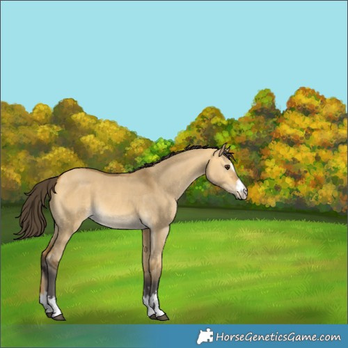 Horse Color:Buckskin Dun 