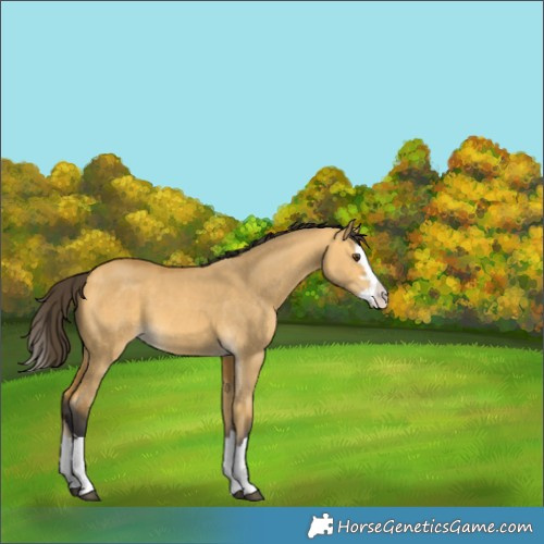 Horse Color:Buckskin Dun Splash 