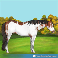 Horse Color:White Spotted Bay Frame 