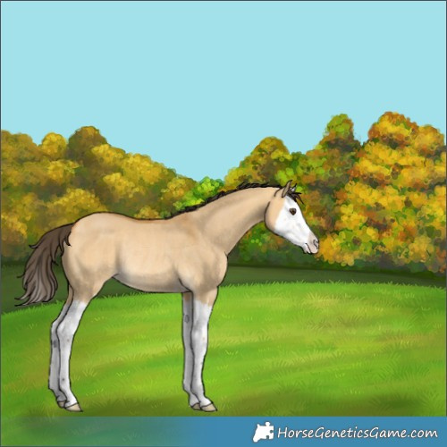 Horse Color:Buckskin Dun Splash Rabicano 