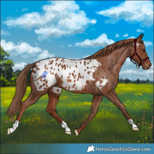 Horse Color:Chestnut Blanket 