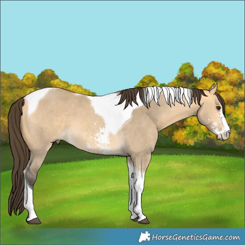 Horse Color:Buckskin Dun Sabino Tobiano 