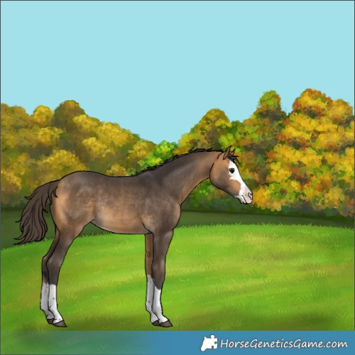 Horse Color:Buckskin Splash Rabicano 