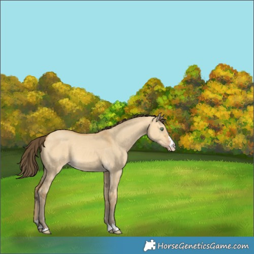 Horse Color:Amber Cream Champagne Dun 