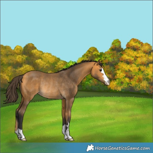 Horse Color:Buckskin Rabicano 