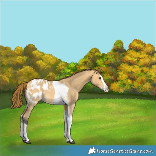 Horse Color:Buckskin Dun Sabino Splash Tobiano Appaloosa Rabicano 