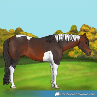 Horse Color:Bay Tobiano 