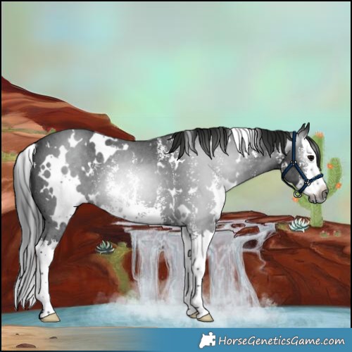 Horse Color:Gray White Spotted Black Sabino Splash Rabicano 