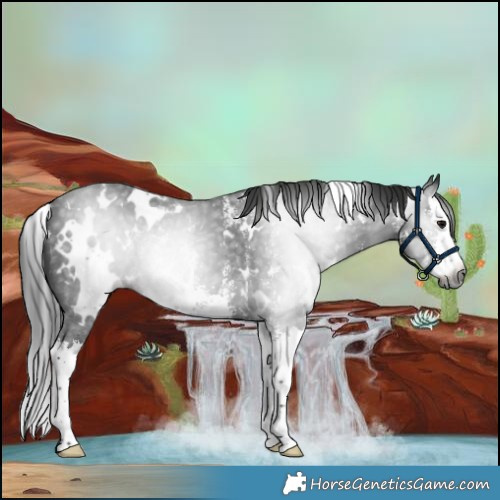 Horse Color:Gray White Spotted Black Sabino Splash Rabicano 