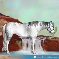 Horse Color:Gray White Spotted Black Sabino Splash Rabicano 
