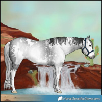 Horse Color:Gray White Spotted Black Sabino Splash Rabicano