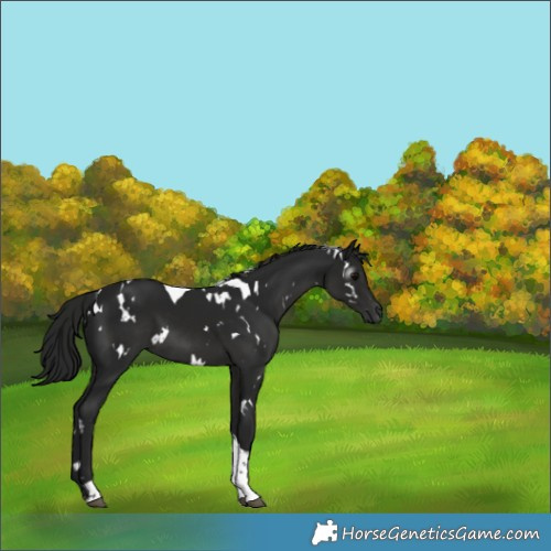 Horse Color:Gray White Spotted Black Tobiano 