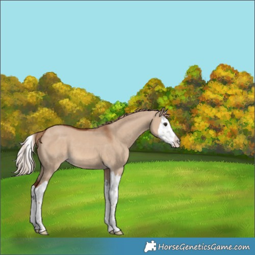 Horse Color:Red Dun Splash 