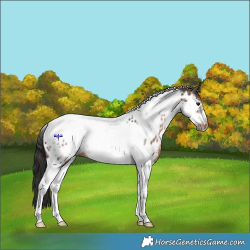 Horse Color:Brown Dun Tobiano Frame Appaloosa 