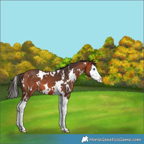 Horse Color:White Spotted Bay Splash 