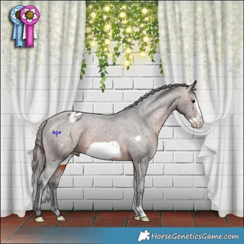Horse Color:Brown Frame Appaloosa 