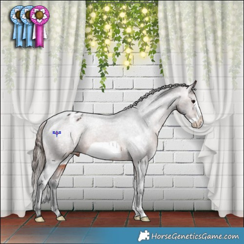 Horse Color:Brown Frame Appaloosa 
