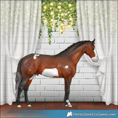 Horse Color:Brown Frame Appaloosa 