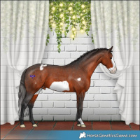 Horse Color:Brown Frame Appaloosa