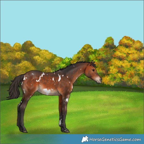 Horse Color:White Spotted Bay 