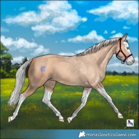 Horse Color:Silver Classic Champagne Splash