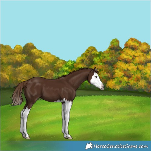 Horse Color:Gray Chestnut Splash 