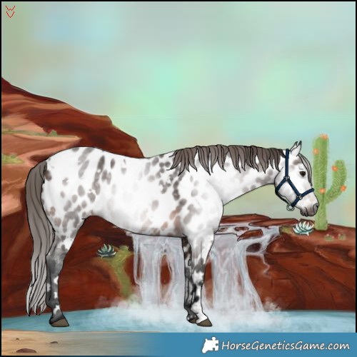 Horse Color:Gray White Spotted Bay Appaloosa 