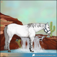 Horse Color:Gray White Spotted Bay Near Leopard 