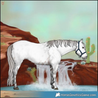 Horse Color:Gray White Spotted Bay Appaloosa 