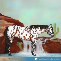 Horse Color:Gray White Spotted Bay Appaloosa 