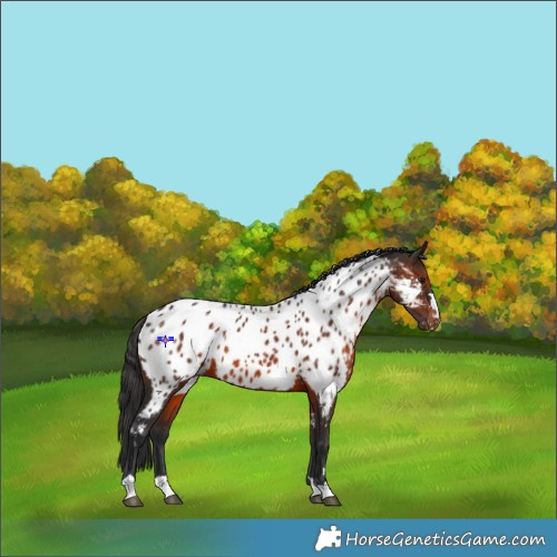 Horse Color:Brown Appaloosa 