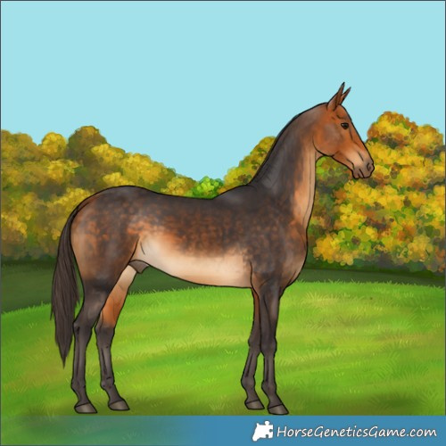 Horse Color:Buckskin 