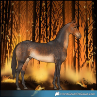 Horse Color:Buckskin 