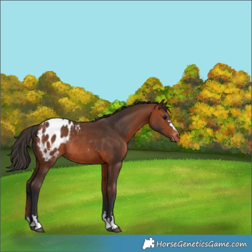 Horse Color:Bay Appaloosa Rabicano 