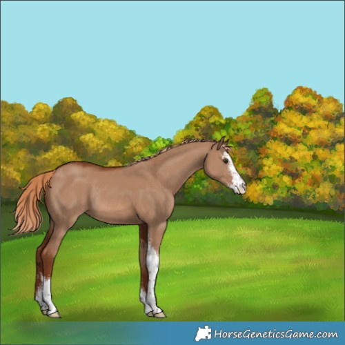 Horse Color:Red Dun Sabino Rabicano 