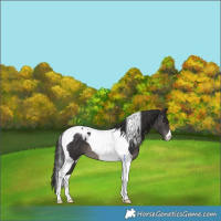 Horse Color:Smoky Black Tobiano 