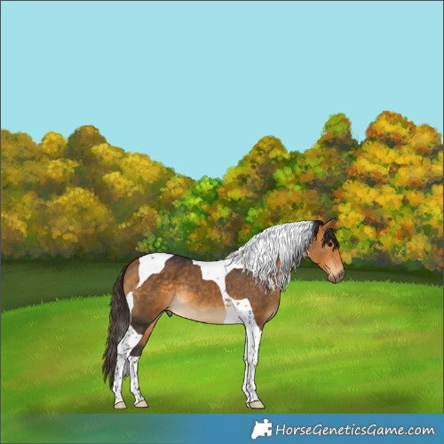 Horse Color:Buckskin Tobiano 