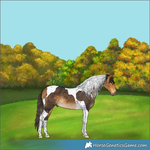 Horse Color:Buckskin Tobiano 