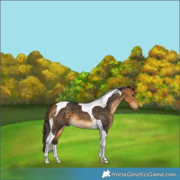 Horse Color:Buckskin Tobiano