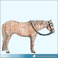 Horse Color:Brown Leopard  and Gold Champagne 