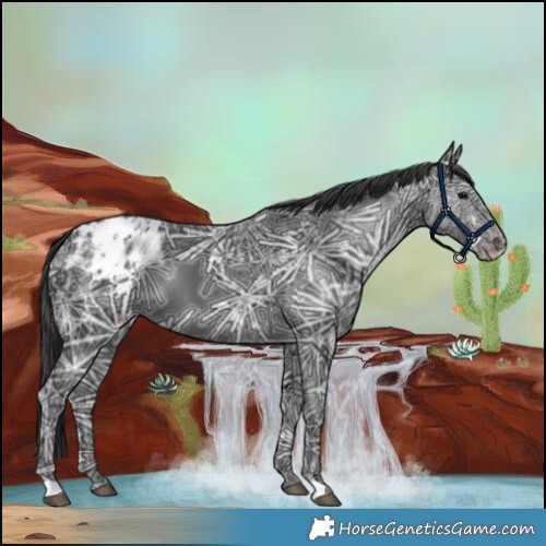 Horse Color:Black Ice Appaloosa 