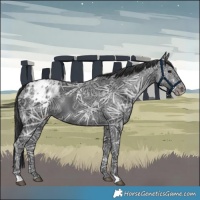 Horse Color:Black Ice Appaloosa