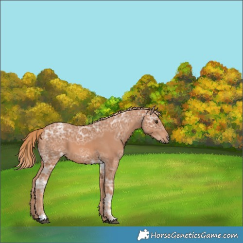 Horse Color:Chestnut Ice 