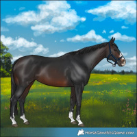 Horse Color:Brown 